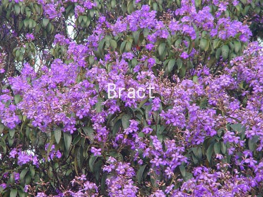 iC[W